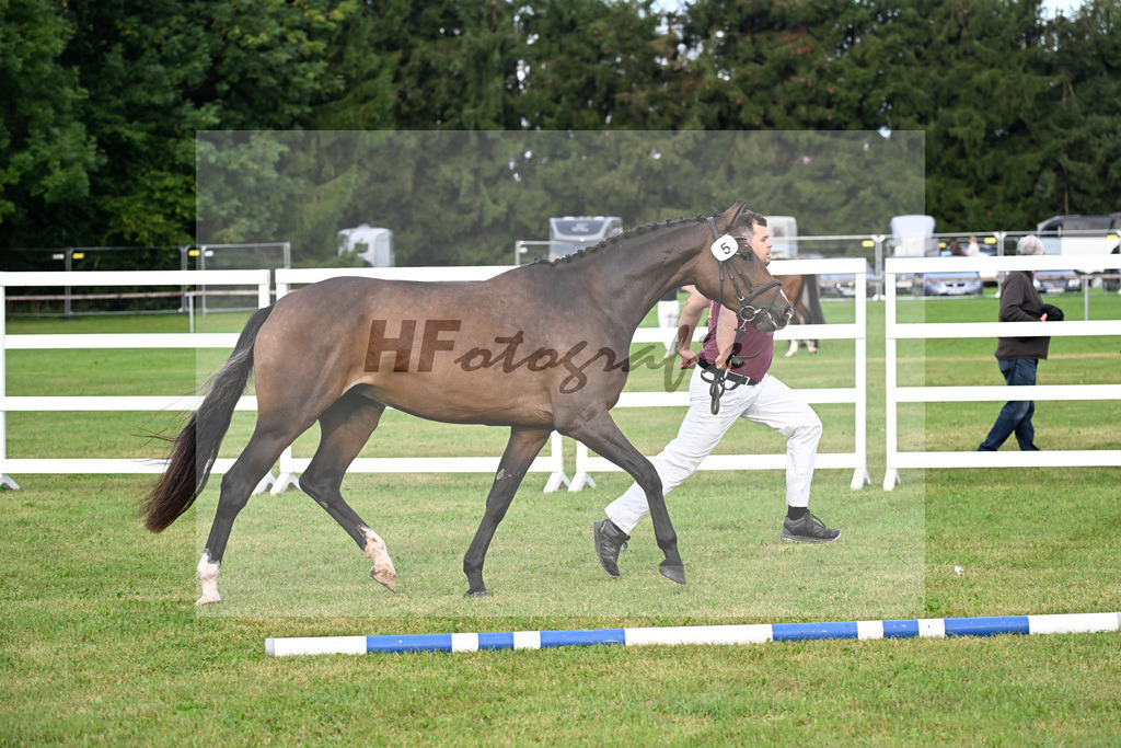 Kat-Nr. 5 Carathella v. Limbothello B_Hoffmeister_30250070 | hf-fotografie - Realisiert mit Pictrs.com