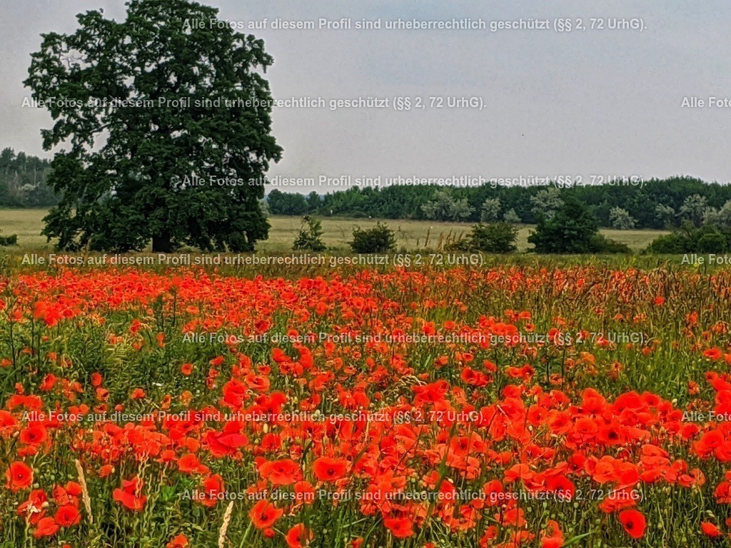 IMG_20200614_141343-01 | krollfotografie - Realisiert mit Pictrs.com