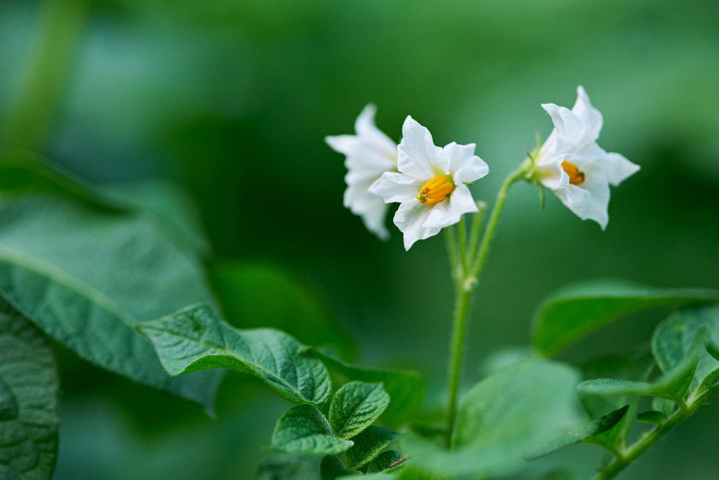 Bluete der Kartoffel | Austria - June 11, 2023: Bluete der Kartoffel im Garten. - Realisiert mit Pictrs.com