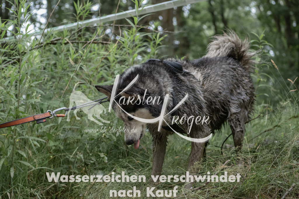 1322_ZZ93699 | kk-dogfotos