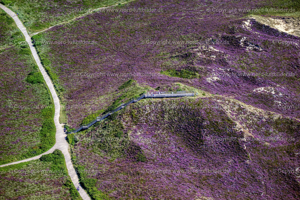 Sylt_Kampen_Uwe_Düne_Aussichstplattform_Heide_Blüte_ELS_6385130825 | KAMPEN (SYLT) 13.08.2025 Aussichtsplattform " Düne Uwe " in der Heide-Landschaft Kampen (Sylt) auf der Insel Sylt im Bundesland Schleswig-Holstein, Deutschland. // Observation platform "Duene Uwe" in the heath landscape of Kampen (Sylt) on the island of Sylt in the federal state of Schleswig-Holstein, Germany. Foto: Martin Elsen