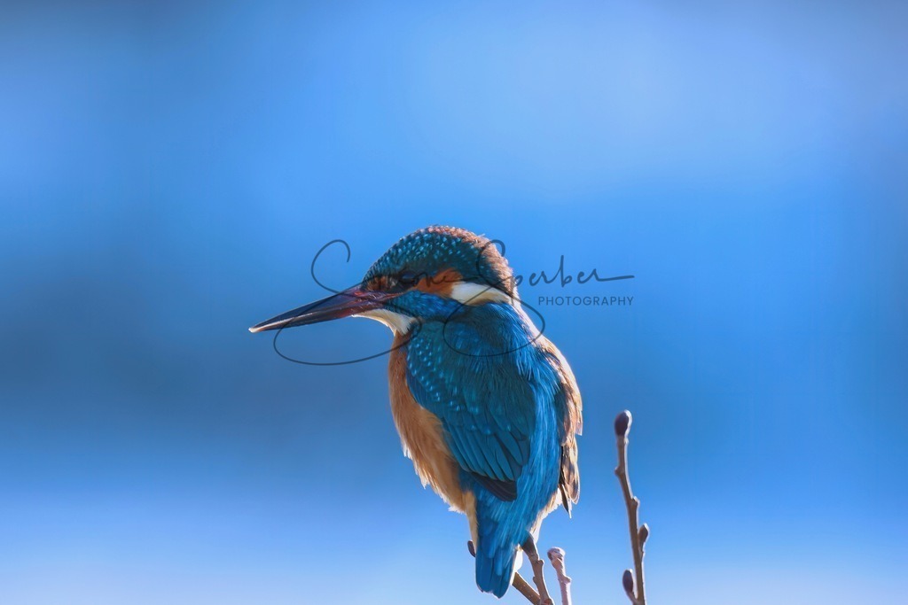 Eisvogel | Simone Sperber, svb-photography,Fotografin,Bilddesignerin,Naturfotografie,Macrofotografie,Tierfotografie,Wildtierfotografie,Ausstellungen,Auftragsfotografie,Kunst,Art,Photographer,Shootings,Bildberatbeitung,Galerie,Shop