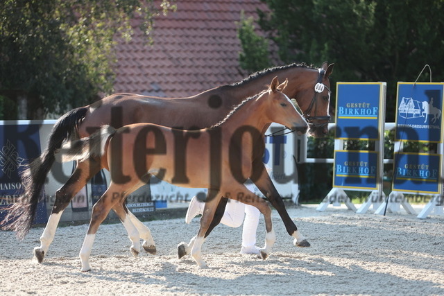 Gestüt_Birkhof_Fohlenchampionat_KN_04 (15) | Alle Fotos der Reiterjournal Fotografin Doris Matthaes im Reiterjournal Online-Fotoshop. - Realisiert mit Pictrs.com
