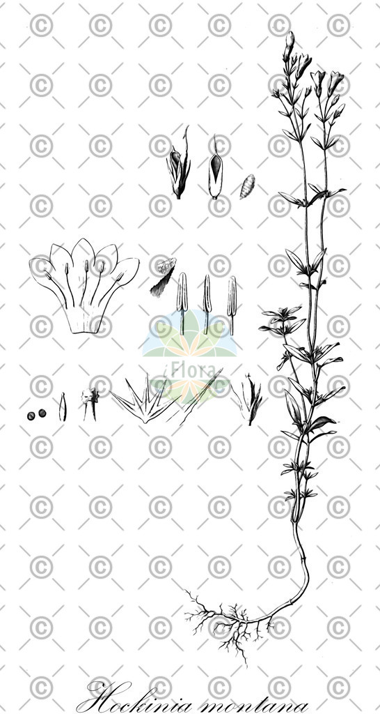 HistAbb_wfo-0000724151_2_ENZY_Simple | Historische Abbildung von Hockinia montana - Gentianaceae | Historical Illustration of Hockinia montana - Gentianaceae