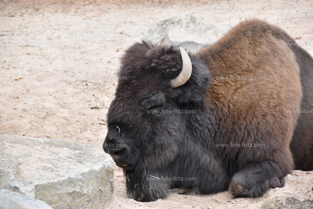 JUN_5915 | www.foto-fritz.com - Realisiert mit Pictrs.com