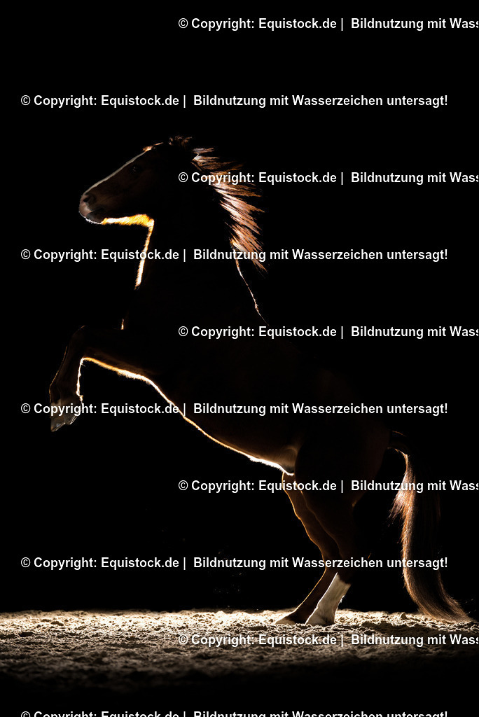 20150105_PonyGegenlicht_0007 | equistock