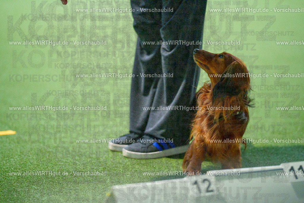 7R503671 | Professionelle Tierfotografie in Mönchengladbach von Daniel Wirth (allesWIRTHgut). Liebevolle & natürliche Bilder von Hunden & Katzen für unvergessliche Erinnerungen.