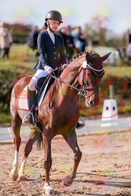 2026_10_03_Siefer-Hof_114952_Z81_90651207 | Professionelle Reitsport-, Turnier- und Eventfotografie von Robert Broda. Galerien mit ausgewählten und bearbeiteten Bildern direkt online ansehen und bestellen.