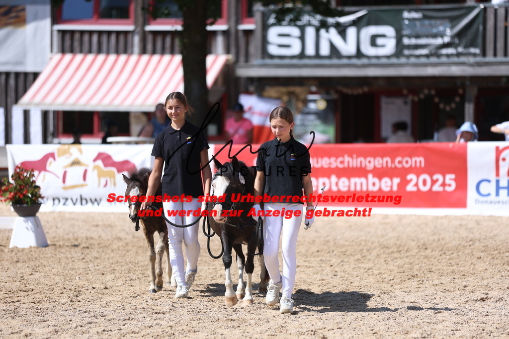 Fohlenschau_Schwäbisch_Hall_IMPRESSIONEN_11 | lmwpictures - Realisiert mit Pictrs.com