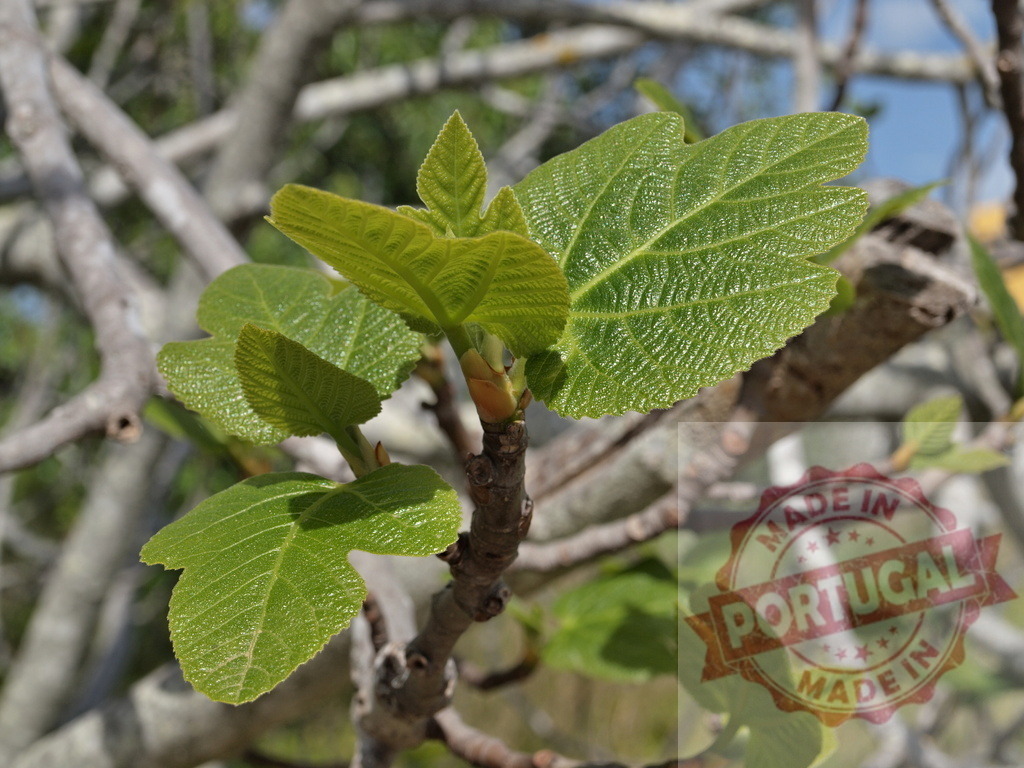 Fig tree showing fresh young green leaves in spring | Fig tree branch with new green leaves emerging, symbolizing growth and renewal - Realisiert mit Pictrs.com