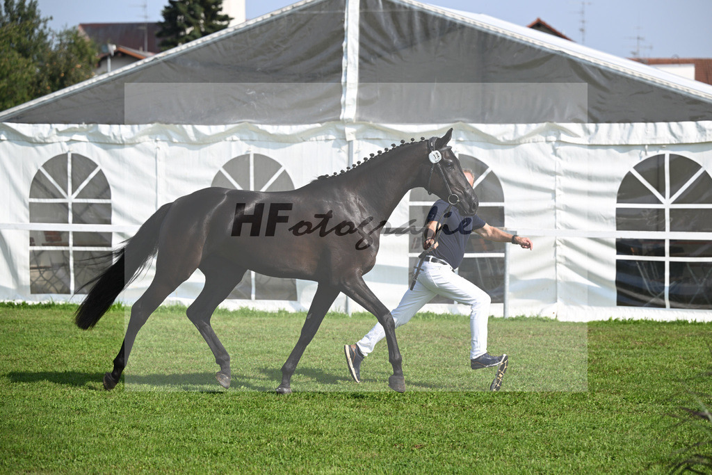 Kat-Nr. 12 Black Besinda H.S_3 | hf-fotografie - Realisiert mit Pictrs.com