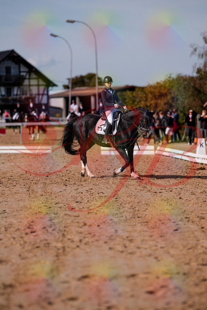2026_10_03_Siefer-Hof_121411_Z81_15713712 | Professionelle Reitsport-, Turnier- und Eventfotografie von Robert Broda. Galerien mit ausgewählten und bearbeiteten Bildern direkt online ansehen und bestellen.