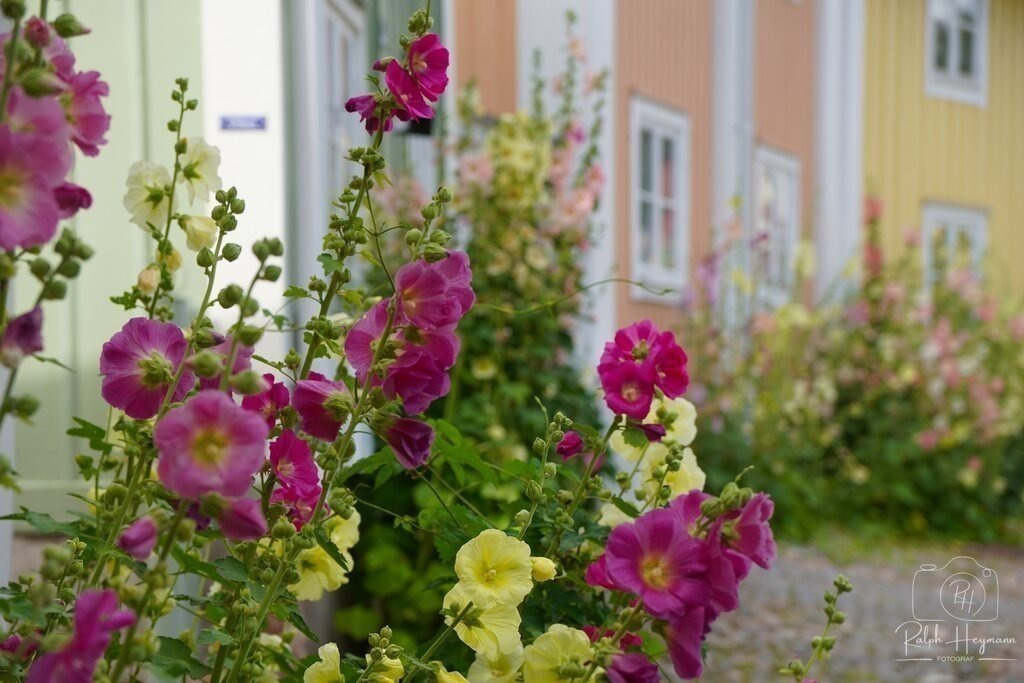 DSC04055 | Ich fotografiere leidenschaftlich Landschaften, Architektur, Portraits und Tiere - Realisiert mit Pictrs.com
