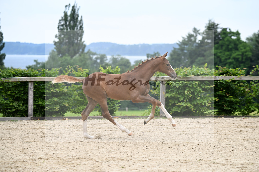 Kat-Nr. 3 Bastiano x Danone I_SF_Moser u Schuhmann_14250088 | hf-fotografie - Realizzato con Pictrs.com
