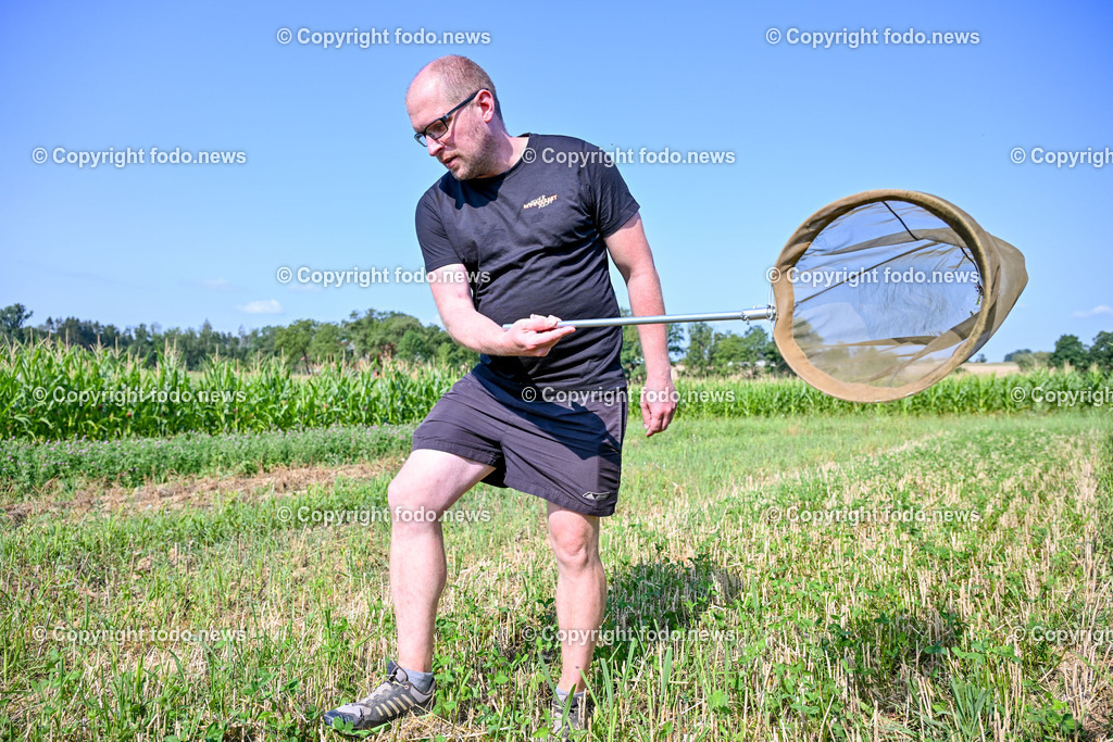 Morgentau Biogemuese GmbH_ Hofkirchen_ 25.07.2024-23 | 25.07.2024, Hofkirchen, AUT, Morgentau Biogemuese GmbH, im Bild Ronnie Walcher (Biodiversitaetsforscher Boku Wien)