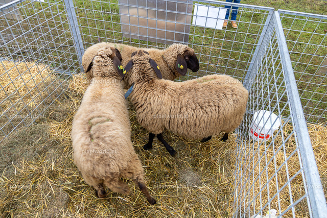 SchaZie-Tag Feldkirchen | Bildershop von pixelworld.at - Realisiert mit Pictrs.com