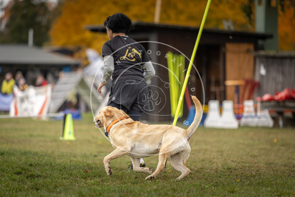 Pfotenfotografie_DV3A6804 | Hundefotografie, Tierfotograf, Pfotenfotografie, Fotoshooting Hund, Hunde Portrait, Hundesport, Hundeportraits, Heideshooting, Hunde, Sportfotograf, Hundefotograf, Turnierhundsport, THS,  - Realisiert mit Pictrs.com