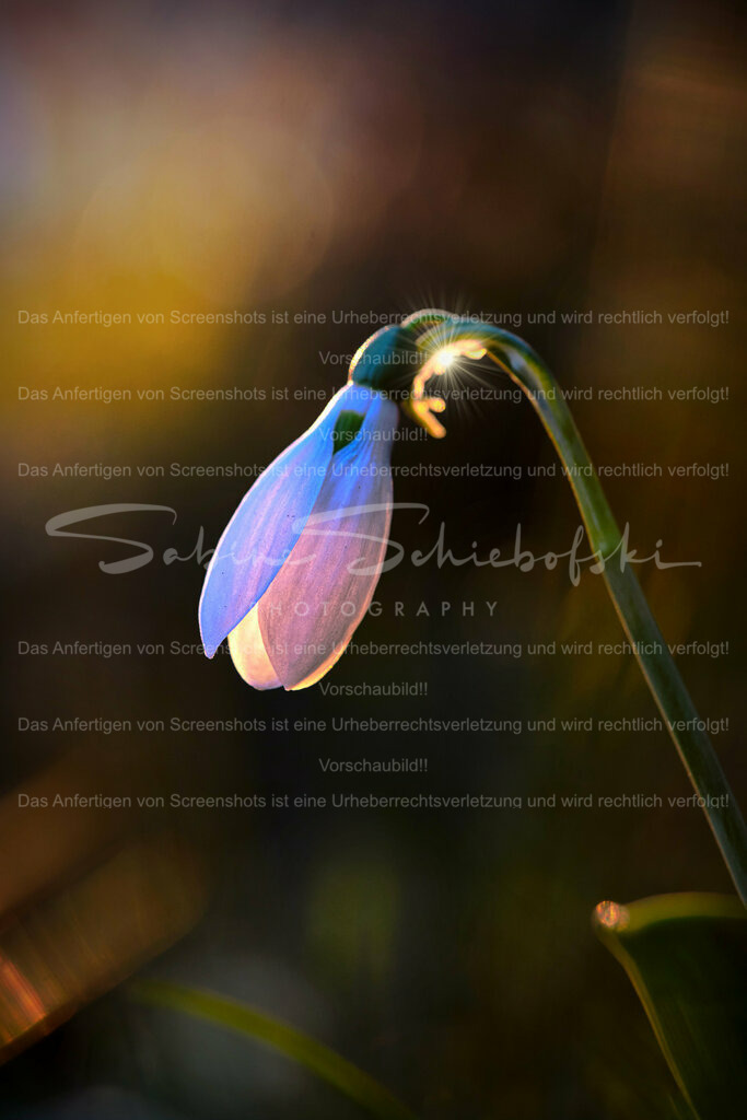 Wandbild Schneeglöckchen | Schneeglöckchen sind kleine weiße Blumen, die im späten Winter oder frühen Frühling blühen. Sie sind bekannt für ihr zartes Aussehen und gelten oft als Symbol für Hoffnung und Erneuerung. Schneeglöckchen sind in Gärten und Wäldern in ganz Europa verbreitet. - Realisiert mit Pictrs.com