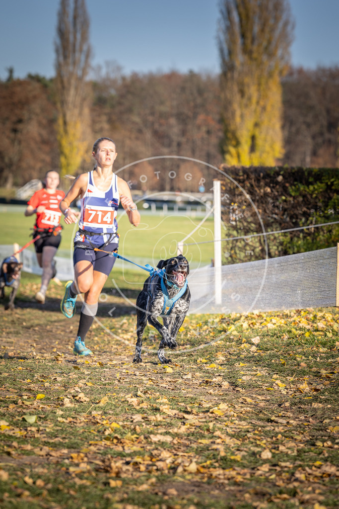 CaniXpix_DV3A1680 | Hundefotografie, Tierfotograf, Pfotenfotografie, Fotoshooting Hund, Hunde Portrait, Hundesport, Hundeportraits, Heideshooting, Hunde, Sportfotograf, Hundefotograf, Turnierhundsport, THS,  - Realisiert mit Pictrs.com