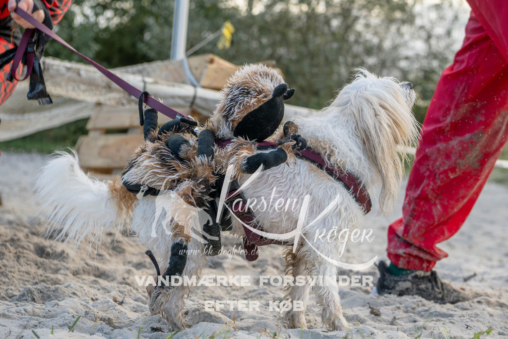 1631_ZZ97894 | kk-dogfotos
