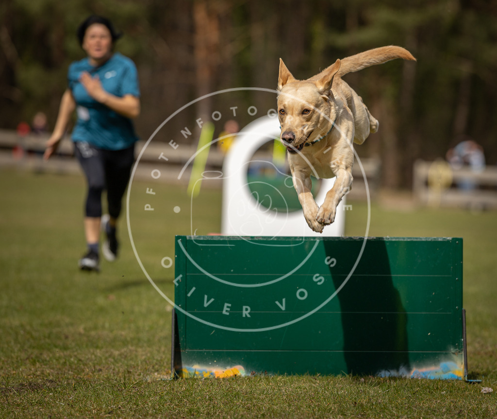 Pfotenfotografie_DV3A8407 | Hundefotografie, Tierfotograf, Pfotenfotografie, Fotoshooting Hund, Hunde Portrait, Hundesport, Hundeportraits, Heideshooting, Hunde, Sportfotograf, Hundefotograf, Turnierhundsport, THS,  - Realisiert mit Pictrs.com