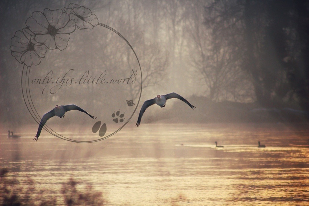 2 Graugänse im Anflug | only.this.little.world - Realisiert mit Pictrs.com