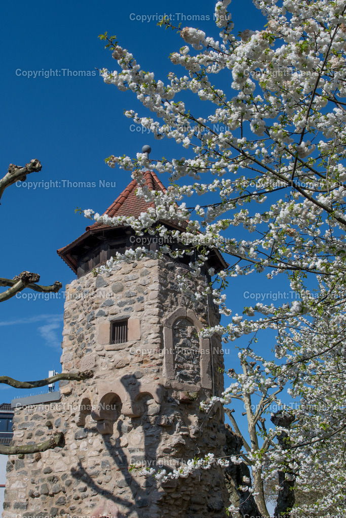 rinnentorturm-bensheim-fruehling-blueten-bergstrasse-Fotografie-Thomas_Neu.jpg-10 | Das Rinnentor in Bensheim, ein Wahrzeichen der Stadt, /Wikipedia: Der Rinnentorturm ist ein Rest der mittelalterlichen Stadtbefestigungsanlage, die im 13. und 14. Jahrhundert zur Sicherung der Stadt Bensheim errichtet wurde. Das Rinnentor, so wird heute vermutet, sollte den westlichen Abfluss der Lauter aus der Stadt heraus sichern. Ursprünglich bestand das Rinnentor aus einem mittleren Baukörper mit hohen Korbbogenöffnungen sowie Schlüsselscharten in der westlichen Mauer des Wehrganges. Im Norden fügte sich der heutige Rinnentorturm an, weiter südlich der Sicherungsbau. In der ersten Hälfte des 18. Jahrhunderts wurde die Lauter nach Norden verlegt und die südliche Stadtmauer abgebrochen, um einen westlichen Stadtausgang zu schaffen. 1885 wurde dann dieses Stadttor auf Betreiben einiger Bürger bis auf den heutigen Rinnentorturm abgebrochen. Als Gründe wurden verkehrstechnische Probleme (eine zu enge Durchfahrt für Kutschen) sowie eine angebliche Baufälligkeit angeführt. Die Stadt Bensheim gab damit eines ihrer Wahrzeichen auf. Ein Verlust, den man bald realisierte und der noch heute im Bewusstsein vieler Bensheimer Bürger vorhanden ist.[1],Bild: Thomas Neu