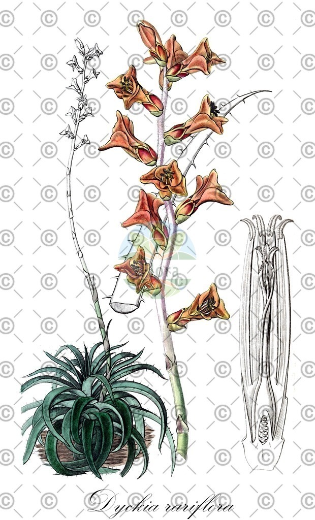 HistAbb_wfo-0000658244_1_ENZY_Simple | Historische Abbildung von Dyckia rariflora - Bromeliaceae | Historical Illustration of Dyckia rariflora - Bromeliaceae