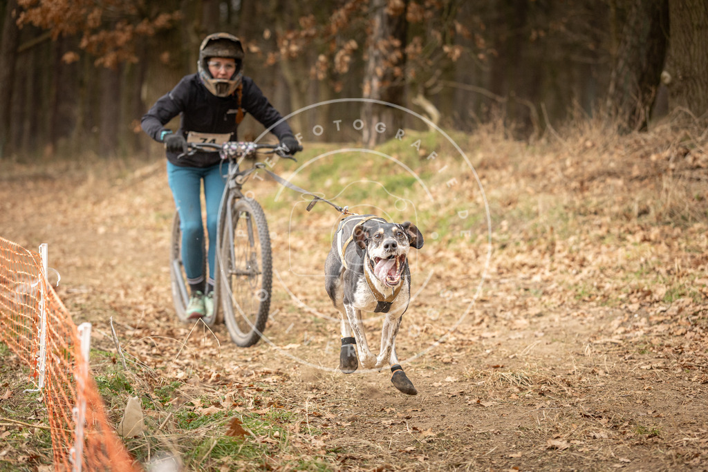 Pfotenfotografie_DV3A4074 | Hundefotografie, Tierfotograf, Pfotenfotografie, Fotoshooting Hund, Hunde Portrait, Hundesport, Hundeportraits, Heideshooting, Hunde, Sportfotograf, Hundefotograf, Turnierhundsport, THS,  - Realisiert mit Pictrs.com