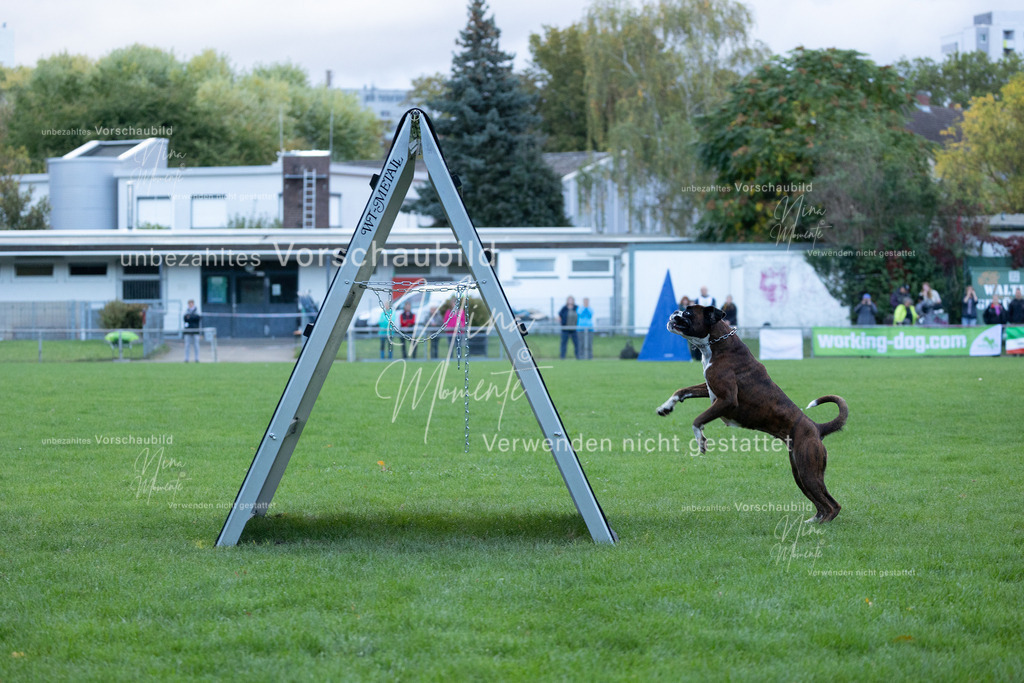 _16A4593 | Einzigartige Fotos von Hunden & Menschen –Actionfotos, Portraits, Vereinsaufnahmen & Paarshootings – authentisch, lebendig & mit Herz.