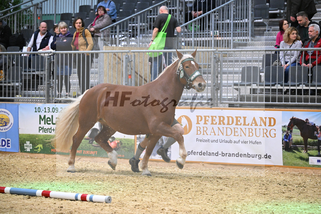 Kat-Nr. 32 Mirabella v. Venberg_Hartl_1260485 | hf-fotografie - Realisiert mit Pictrs.com