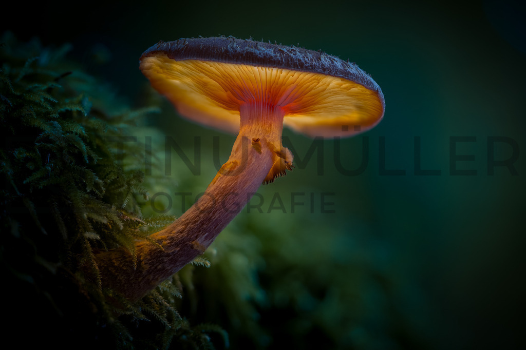 2025-10-12 11-13-10 (B_R8_S4)-Bearbeitet | Tinu Müller Fotografie- Bildershop - Realisiert mit Pictrs.com