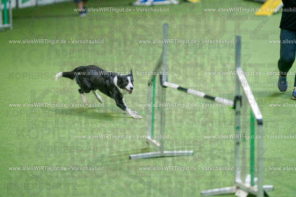 @allesWIRTHgut_Tierfotografie - www.allesWIRTHgut.de - 2604250828-7R506787 | Professionelle Tierfotografie in Mönchengladbach von Daniel Wirth (allesWIRTHgut). Liebevolle & natürliche Bilder von Hunden & Katzen für unvergessliche Erinnerungen.