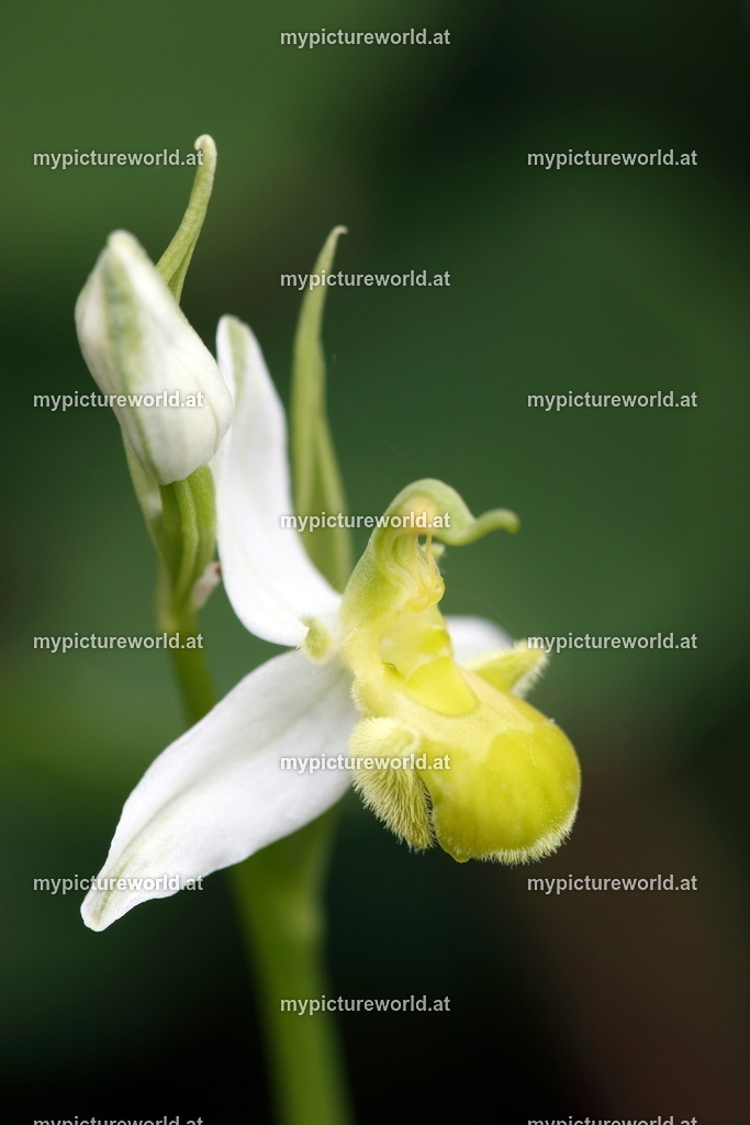Grünliche Bienenragwurz-002 | Das Bilderarchiv über Tiere, Planzen und Landschaften. In der Bilddatenbank finden Sie ein große Auswahl an hochwertigen Bilder für Ihre Werbung - Realisiert mit Pictrs.com