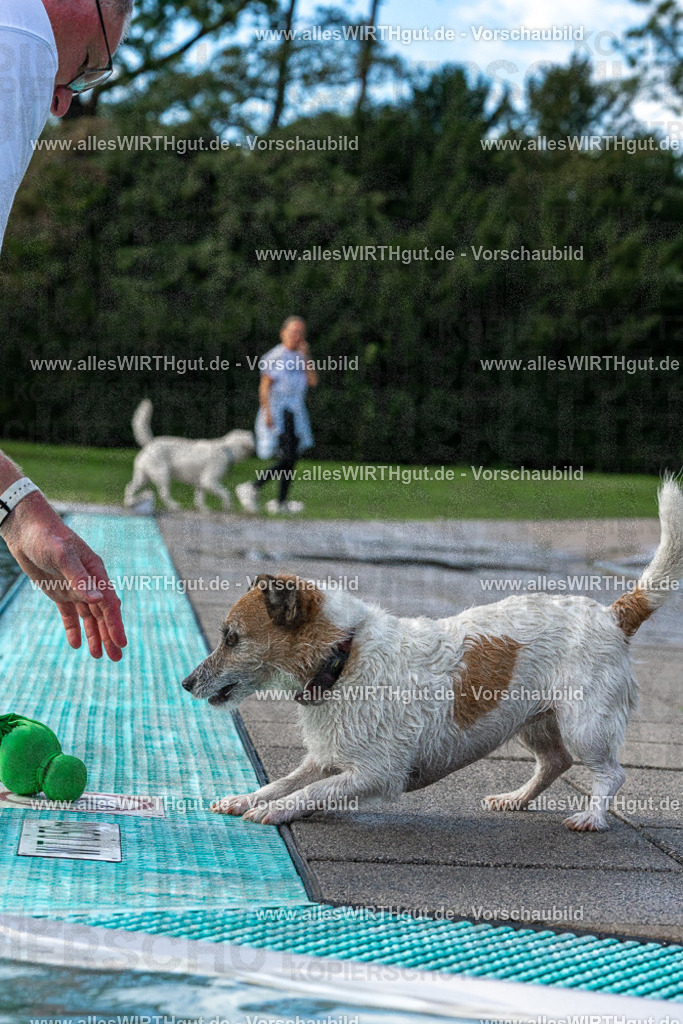 Hundeschwimmen_Volksbad_2026-allesWIRTHgut_Tierfotografie-2609061500-FAY07058 | Professionelle Tierfotografie in Mönchengladbach von Daniel Wirth (allesWIRTHgut). Liebevolle & natürliche Bilder von Hunden & Katzen für unvergessliche Erinnerungen.