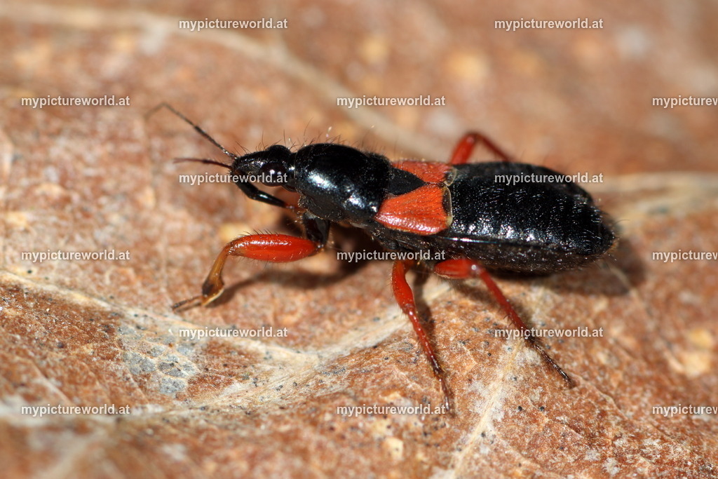 Prostemma guttula-001 | Das Bilderarchiv über Tiere, Planzen und Landschaften. In der Bilddatenbank finden Sie ein große Auswahl an hochwertigen Bilder für Ihre Werbung - Realisiert mit Pictrs.com