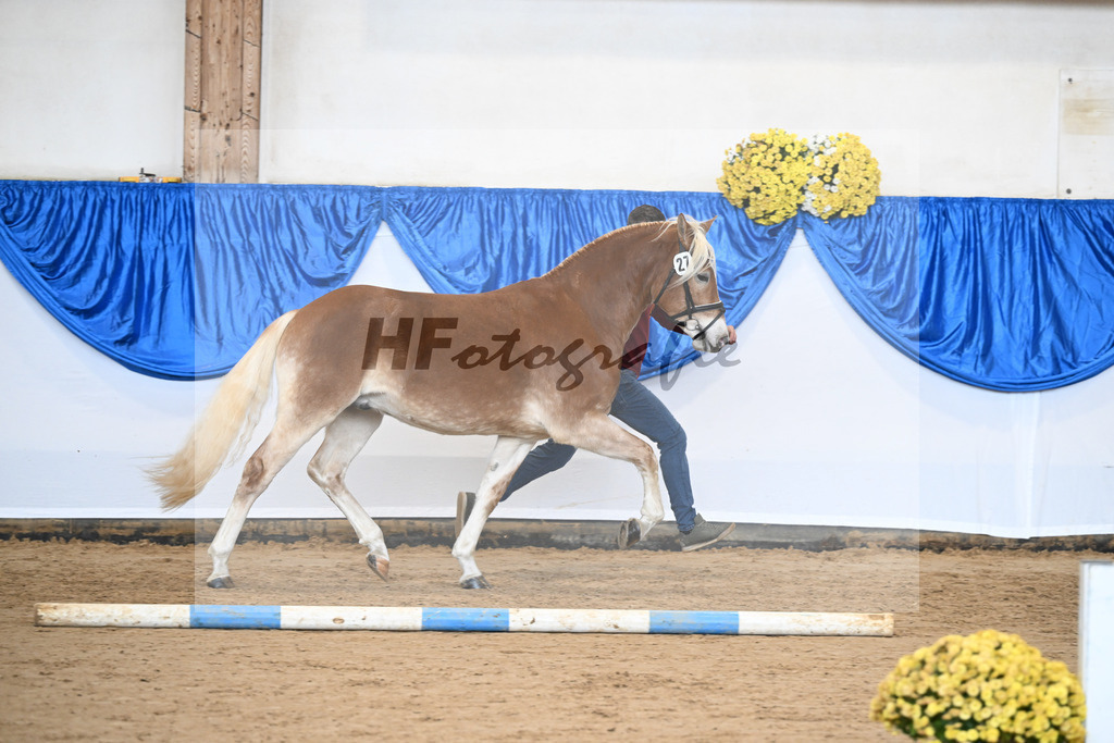 Kat-Nr. 27 Starkuri L v. Starino I_ZG Leeling_48251067 | hf-fotografie - Realisiert mit Pictrs.com