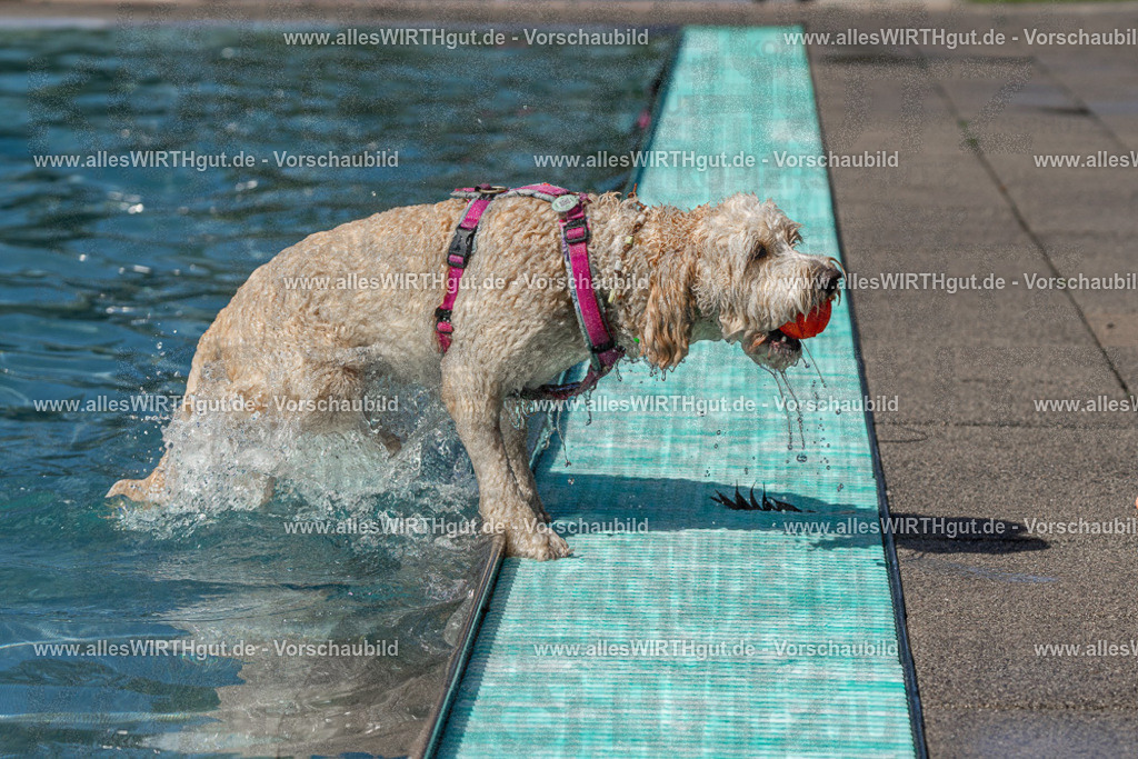 Hundeschwimmen_Volksbad_2026-allesWIRTHgut_Tierfotografie-2609061234-FAY06499 | Professionelle Tierfotografie in Mönchengladbach von Daniel Wirth (allesWIRTHgut). Liebevolle & natürliche Bilder von Hunden & Katzen für unvergessliche Erinnerungen.