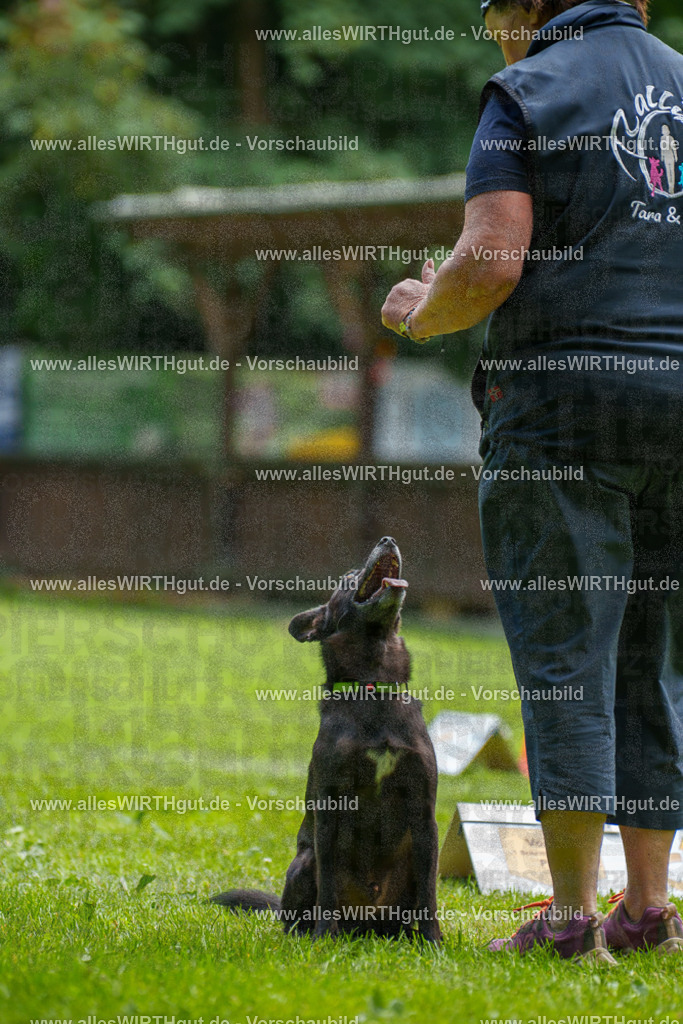 @allesWIRTHgut_Tierfotografie - www.allesWIRTHgut.de - 124531-7R509426 | Professionelle Tierfotografie in Mönchengladbach von Daniel Wirth (allesWIRTHgut). Liebevolle & natürliche Bilder von Hunden & Katzen für unvergessliche Erinnerungen.