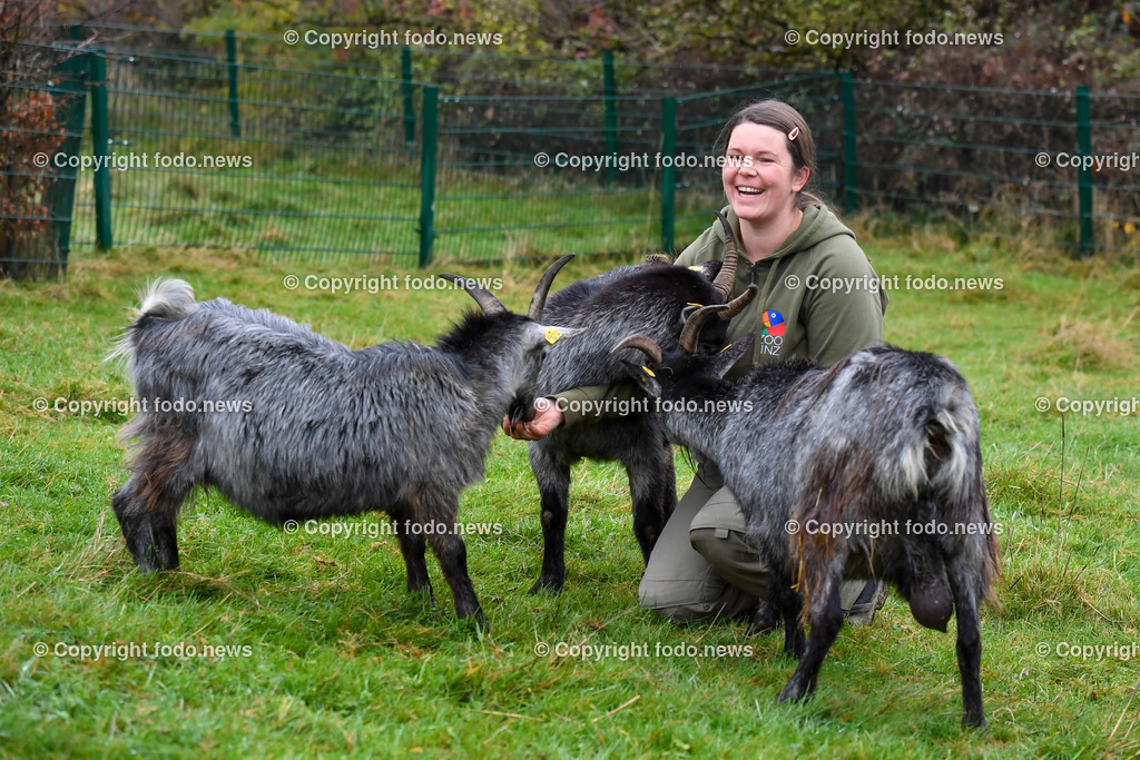 Zoo Linz_ 22.11.2022-6 | 22.11.2022, Zoo Linz, AUT, Schafe, Ziegen, roter Panda, im Bild Blobe Ziegen mit Tierpflegerin Julia