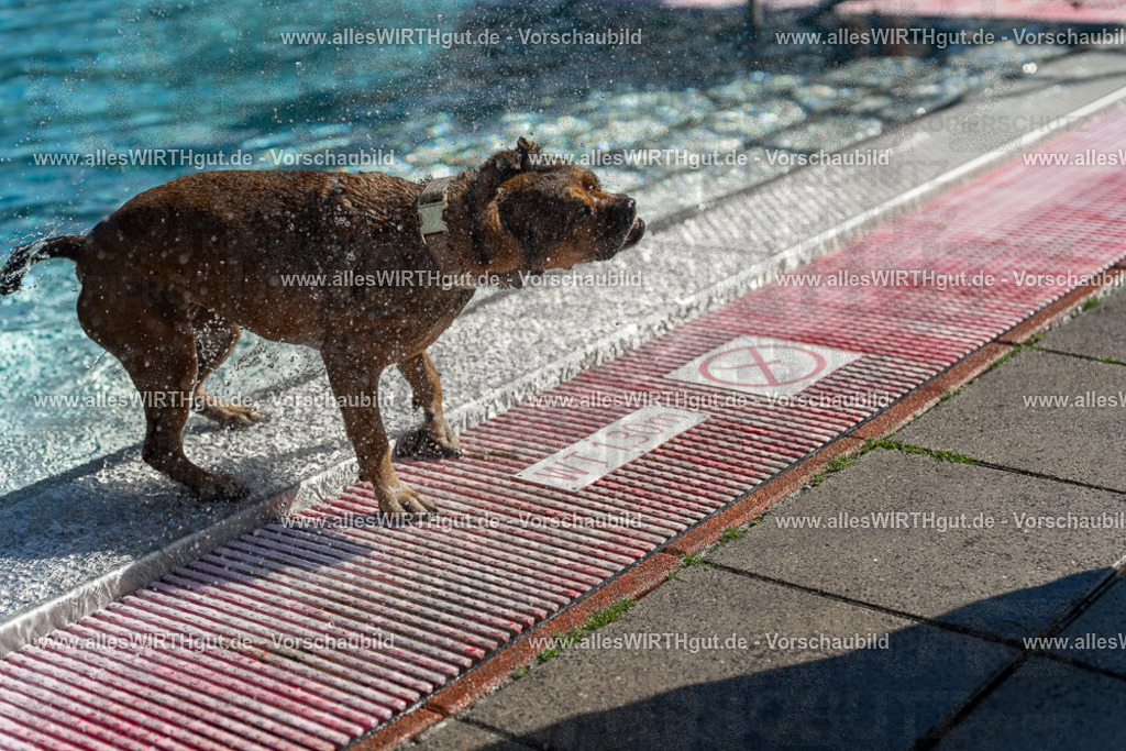 Hundeschwimmen_Volksbad_2026-allesWIRTHgut_Tierfotografie-2609061123-103354-7R509616 | Professionelle Tierfotografie in Mönchengladbach von Daniel Wirth (allesWIRTHgut). Liebevolle & natürliche Bilder von Hunden & Katzen für unvergessliche Erinnerungen.