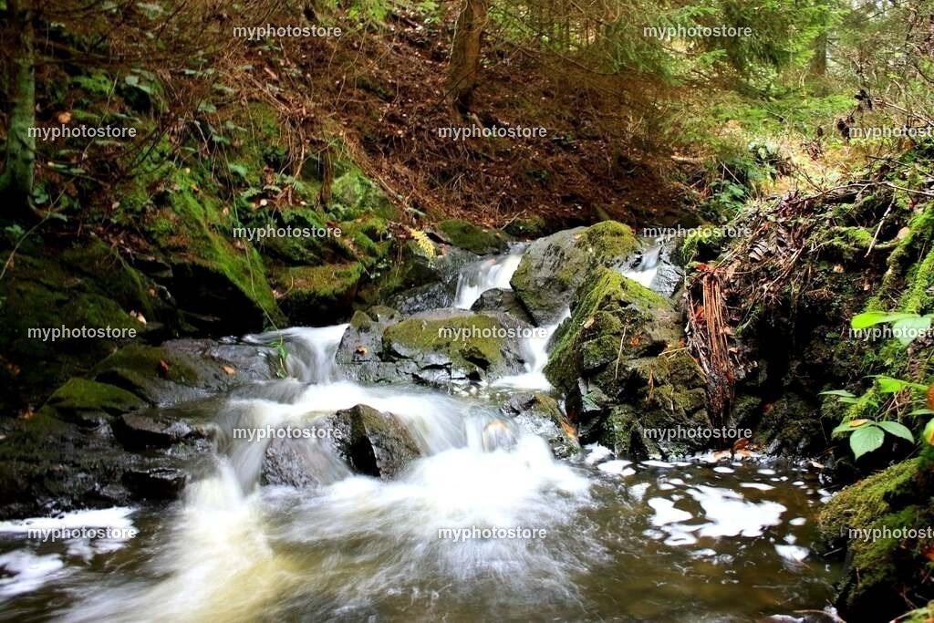 Bach im Harz | myphotostore - Realisiert mit Pictrs.com