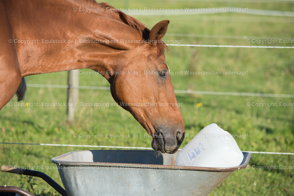 DSC_6879 | equistock