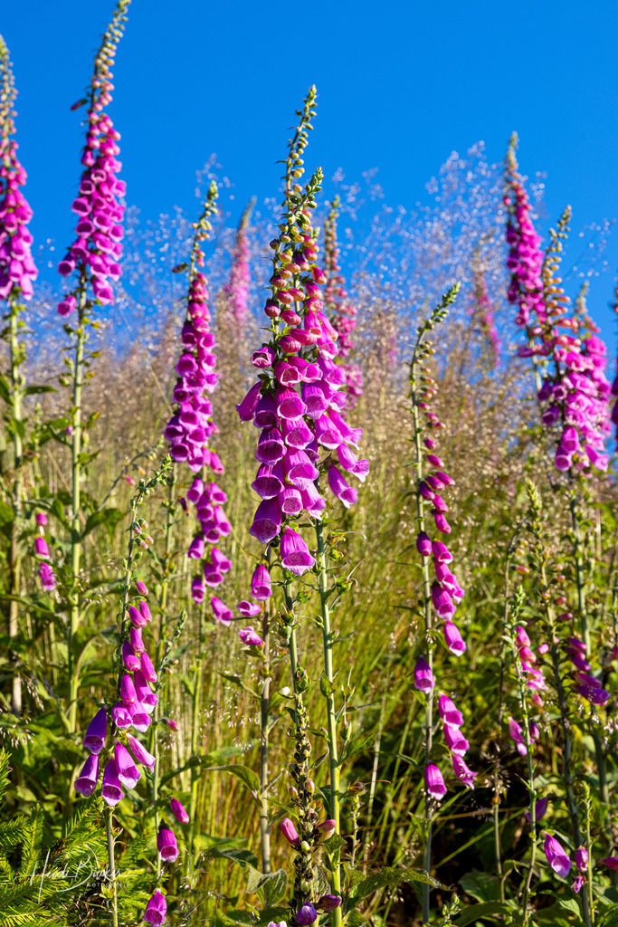 Roter Fingerhut | Roter Fingerhut - Realisiert mit Pictrs.com