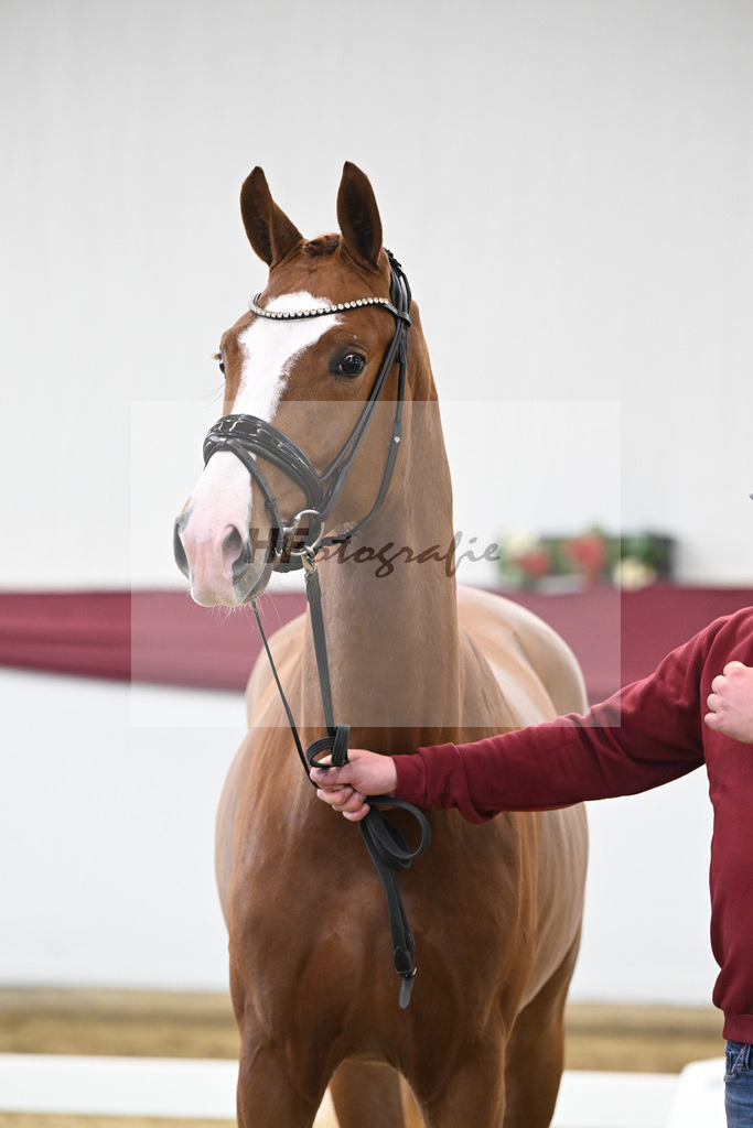 Kat-Nr. 24 Escanto PS x Feinrich_Tobias Sesselmann u Lea Dressel_47250750 | hf-fotografie - Realisiert mit Pictrs.com