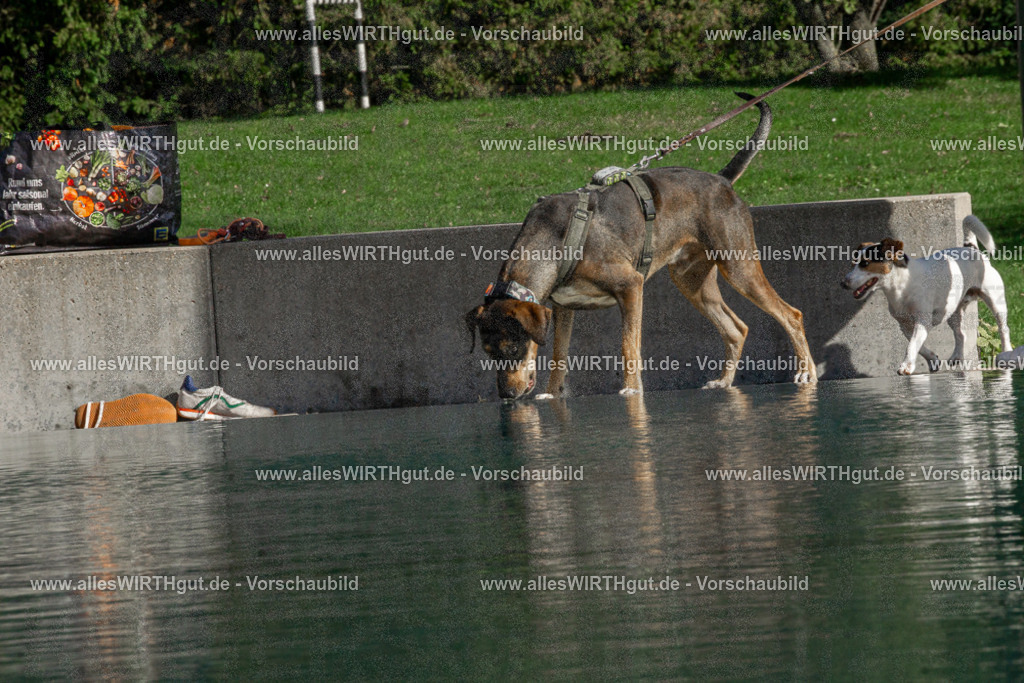 Hundeschwimmen_Volksbad_2026-allesWIRTHgut_Tierfotografie-2609061536-DSC00101 | Professionelle Tierfotografie in Mönchengladbach von Daniel Wirth (allesWIRTHgut). Liebevolle & natürliche Bilder von Hunden & Katzen für unvergessliche Erinnerungen.