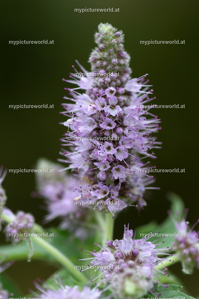 Rossminze-004 | Das Bilderarchiv über Tiere, Planzen und Landschaften. In der Bilddatenbank finden Sie ein große Auswahl an hochwertigen Bilder für Ihre Werbung - Realisiert mit Pictrs.com