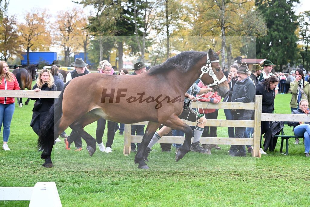 Kat-Nr. 40 Finerl v. Rissbach_Rasshofer_41251028 | hf-fotografie - Realizzato con Pictrs.com