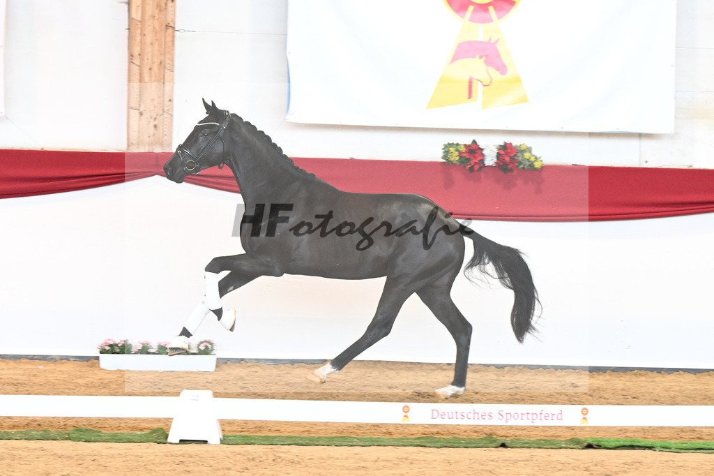 Kat-Nr. 45 Raven x Everdale_Rakelbusch_43230777 | hf-fotografie - Realisiert mit Pictrs.com