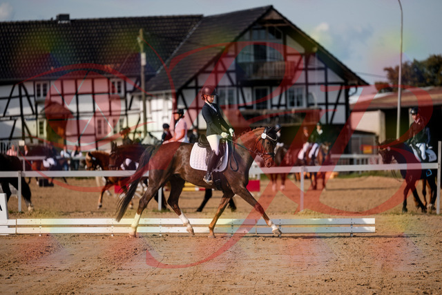 2026_10_03_Siefer-Hof_114741_Z63_26904946 | Professionelle Reitsport-, Turnier- und Eventfotografie von Robert Broda. Galerien mit ausgewählten und bearbeiteten Bildern direkt online ansehen und bestellen.